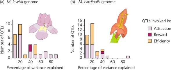 When Bradshaw and colleagues investigated the quantitative trait loci (QTL) of two species of Mimulus (Mimulus cardinalis and Mimulus lewisii) ,they used marker loci as a way to map the QTLs.Their results are shown in the accompanying figure.According to these results,________.   A)  the differences in genotype for the majority of these QTLs explained small amounts of the variations in flower phenotypes for both species B)  some of the QTLs did have pronounced effects on the flowers' phenotypes C)  at least one QTL explained 90% of the phenotypic variance for each species D)  All of the above.