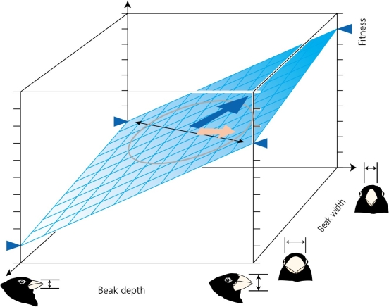 Multiple trait analysis (beak width and beak depth) on the medium ground finch,in response to the drought of 1976-77,has generated the three-dimensional graph,shown in the accompanying figure.If the blue triangles represent fitness levels for the quantified parameters,then the birds showing the greatest fitness should have ________.   A)  deep, wide beaks B)  deep, narrow beaks C)  shallow, wide beaks D)  shallow, narrow beaks
