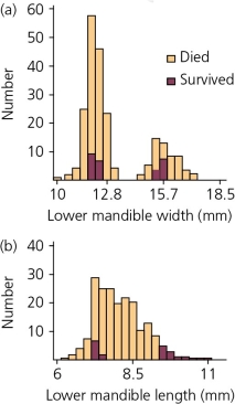 <strong>Data on survival of juvenile black-bellied seedcrackers as a function of beak size is shown in the accompanying figure.Given the relative survival rates of juvenile birds in terms of both the lower mandible width and length,this is a clear example of ________. </strong> A) directional selection B) stabilizing selection C) disruptive selection D) selection gradient