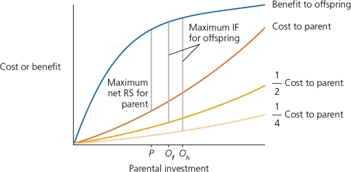 The analysis of parent-offspring conflict in birds has generated some interesting observations. For example, researchers hypothesized that chicks should beg to be fed by their parents more loudly when their nestmates are less closely related. (See Figure A, where Of = optimal parental investment where the lost siblings are full sibs, and Oh for an offspring whose lost siblings are half sibs.)  Do the data collected bear this out (Figure B) ?   Figure A   Figure B A)  Yes, species that evolve extra-pair parentage also tend to evolve louder begging chicks. B)  No, the genetic relatedness of the chicks has nothing to do with the level of begging by chicks. C)  The data are inconclusive; no conclusion can be formulated.