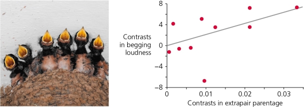 The analysis of parent-offspring conflict in birds has generated some interesting observations. For example, researchers hypothesized that chicks should beg to be fed by their parents more loudly when their nestmates are less closely related. (See Figure A, where Of = optimal parental investment where the lost siblings are full sibs, and Oh for an offspring whose lost siblings are half sibs.)  Do the data collected bear this out (Figure B) ?   Figure A   Figure B A)  Yes, species that evolve extra-pair parentage also tend to evolve louder begging chicks. B)  No, the genetic relatedness of the chicks has nothing to do with the level of begging by chicks. C)  The data are inconclusive; no conclusion can be formulated.