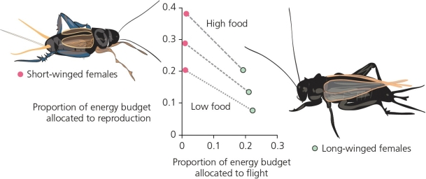 What does the accompanying figure represent?   A)  the average energy budget values between male and female sand crickets in low v. medium v. high food environments B)  the average energy budget values between long-winged and short-winged crickets in low v. medium v. high food environments C)  the average energy budget values for low v. medium v. high food environments in two different species of sand crickets D)  the average energy budget values in low v. medium v. high temperature environments for long-winged v. short-winged sand crickets