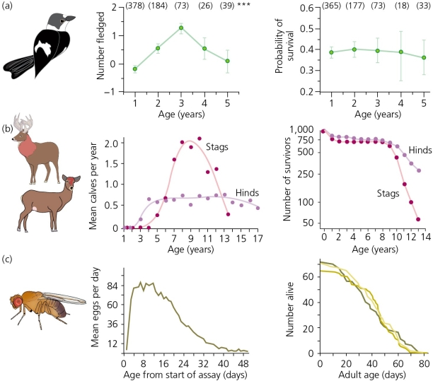 According to the data shown in the accompanying figure,the reduction in reproduction rates most closely correlates with a corresponding reduction in survival in ________.   A)  female collared flycatchers B)  male red deer C)  female red deer D)  fruit flies