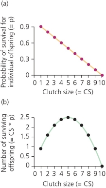 The accompanying figure represents Lack's hypothesis on clutch size.According to this hypothetical data,________.   A)  the probability of survival for individual nestlings decreases linearly with each successive increase in the clutch size B)  the probability of survival for individual nestlings increases, then decreases with each successive increase in the clutch size C)  the optimal clutch size in terms of survival rates is intermediate D)  A and C are both true. E)  All of the above are true.
