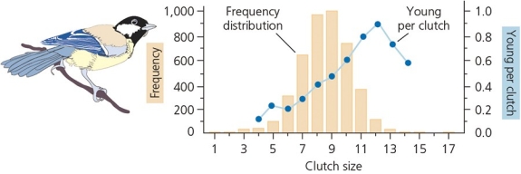Researchers have tested Lack's hypothesis on clutch sizes,and the results are shown in the accompanying figure.In this graph,the histogram shows actual clutch sizes over 22 years for the Great Tit (Parus major) ,whereas the individual data points reflect results of manipulation of clutch size.According to this data,________.   A)  Lack's hypothesis is supported B)  there is an ideal clutch size in terms of survival; however, this species of bird is not producing as many offspring as could survive, therefore Lack's hypothesis is not supported C)  there is an ideal clutch size in terms of survival-which is more than the number of offspring that are being produced; however, the results still support Lack's hypothesis D)  there is no apparent ideal clutch size because of discrepancies in these data