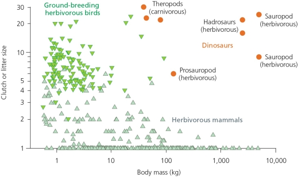 In reading the accompanying figure from left to right,the data reveal that as herbivorous mammals get ________,their litter sizes get ________.   