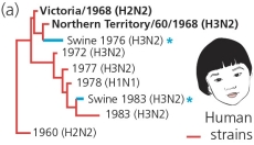 Analysis of the phylogeny of flu viruses reveals that the two 1968 strains (see the accompanying figures)both carry neuraminidase N2,but their hemagglutinins are distantly related (H2 and H3).Moreover,before the global pandemic of 1968,human flu viruses had never carried H3.This observation suggests that ________.     A) H3 was acquired from a nonhuman strain which, in turn, allowed the virus to infect humans on a global scale B) flu strains, when present together in the same host cell, can trade genes C) the 1968 human flu strain acquired its H3 gen from a bird virus D) All of these conclusions are supported by this data.