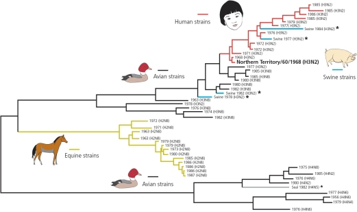 Analysis of the phylogeny of flu viruses reveals that the two 1968 strains (see the accompanying figures)both carry neuraminidase N2,but their hemagglutinins are distantly related (H2 and H3).Moreover,before the global pandemic of 1968,human flu viruses had never carried H3.This observation suggests that ________.     A) H3 was acquired from a nonhuman strain which, in turn, allowed the virus to infect humans on a global scale B) flu strains, when present together in the same host cell, can trade genes C) the 1968 human flu strain acquired its H3 gen from a bird virus D) All of these conclusions are supported by this data.