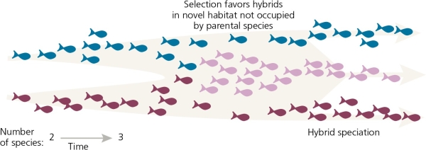 <strong>The accompanying figure most closely represents speciation by ________. </strong> A) natural selection B) reinforcement C) hybridization D) polyploidy