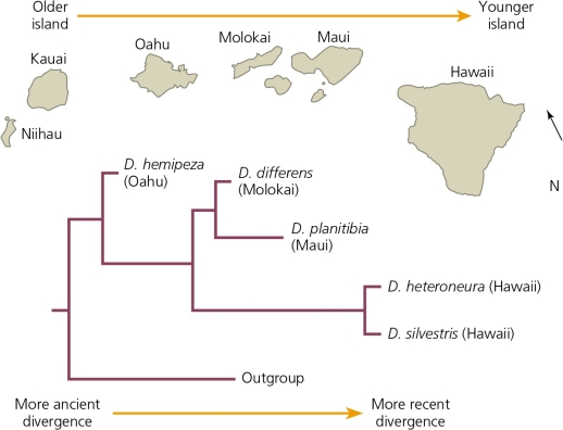 <strong>From an ecological perspective,the dispersal of fruit flies (Drosophila)on the Hawaiian islands,which has resulted in speciation,is BEST termed ________. </strong> A) vicariance B) reinforcement C) hybridization D) adaptive radiation