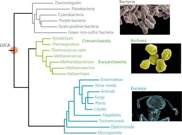 An estimate of the universal phylogeny,based on the small subunit rRNA,is reproduced in the accompanying figure.According to this reconstruction,the domain that Eucarya shares the most recent common ancestor with is ________.   