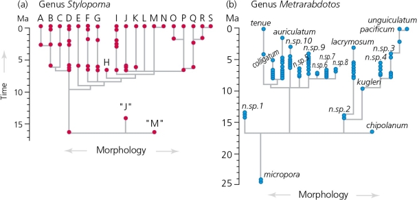 <strong>The accompanying figure shows the results of Jackson and Cheetham's studies on fossil and living cheilostome bryozoans.What can you infer from these diagrams? </strong> A) Species of bryozoan have tended to persist with very little morphological change. B) Bryozoans have unusually low genetic diversity. C) Bryozoans predominantly evolve by phyletic transformation, or anagenesis. D) Bryozoans have suffered heavily from extinction events on islands. E) It is hard to define bryozoan species because of the presence of so many intermediate forms.