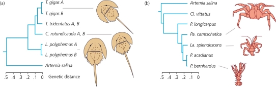 <strong>The accompanying figure shows the results of comparative analyses of two clades: the horseshoe crabs,and the king crabs and hermit crabs.What can you conclude from these diagram? </strong> A) Horseshoe crabs have been on the Earth for an unusually long time. B) King crabs appeared in the fossil record before horseshoe crabs did. C) Hermit crabs are much older than their fossil record reveals. D) Horseshoe crabs are as genetically divergent as king and hermit crabs, despite being far less morphologically diverse. E) Horseshoe crabs have not been subjected to significant stabilizing selection.