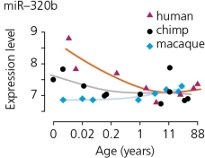 The accompanying figure shows how levels of a microRNA called miR-320b change with age in the prefrontal cortex of the brains of humans,chimps,and macaques (African monkeys).This may be important for understanding the genetic features that make us human,because microRNAs ________. A) are found only in primates B) are translated into short polypeptides C) influence gene expression by binding to messenger RNAs D) are transcribed from selfish DNA sequences such as Alu elements E) are known to increase neuronal connectivity and therefore intelligence