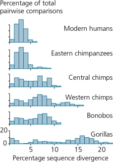 The accompanying figure shows the percentage of pairwise genetic comparisons within sample populations of living hominids,graphed against the percentage of sequence divergence for each pair.We can conclude from the figure that ________. A) any randomly selected pair of humans in the world should differ in their mitochondrial DNA sequences by less than 6% B) humans are more genetically diverse than Western chimpanzees C) hominid species do not differ significantly in levels of genetic diversity D) humans share a more recent common ancestor with bonobos than gorillas E) All of the above.