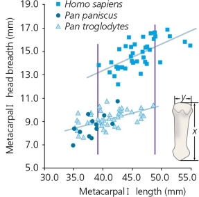The accompanying figure shows that humans have thicker thumb metacarpals than chimpanzees or bonobos,with broader heads.This is directly correlated with humans' ________.   A) bar-shaped central portion of the hyoid bone B) increasing dependence on meat in the diet C) more elaborate thumb musculature and better precision grip D) loss of the ability to knuckle-walk E) loss of an arboreal (tree-based) lifestyle