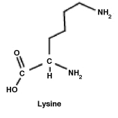 <strong>The amino acid lysine is shown below. What functional group must be removed in order to produce cadaverine (1,5-pentanediamine)  </strong> A)One amino group must be removed and replaced with a hydrogen. B)The carboxyl group must be removed and replaced with a hydrogen. C)The hydrogen (shown)must be removed and replaced with an amino (NH<sub>2</sub>)group. D)Lysine is 1, 5-pentanediamine. Nothing has to be removed. <div style=padding-top: 35px> 