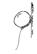 Use the following figure to answer the question:   -A balloon will stick to a wooden wall if the balloon is charged A) negatively. B) positively. C) either positively or negatively. D) None of the above choices are correct.