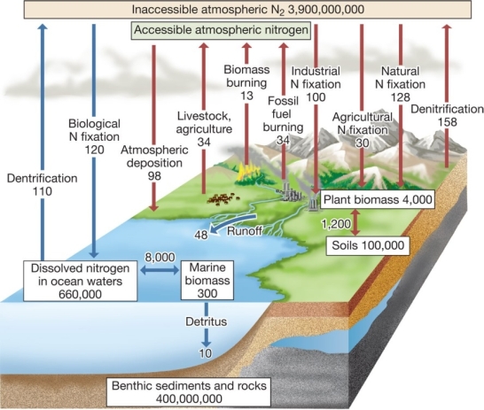 <strong>According to the diagram below,humans are responsible for approximately _______ percent of the total amount of global nitrogen fixation on land. </strong> A) 1 B) 10 C) 25 D) 50 E) 80