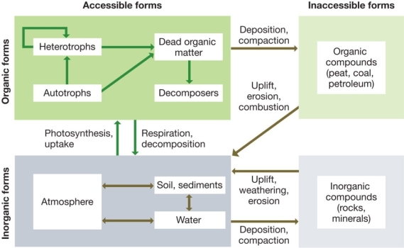 Refer to the diagram below.Explain briefly how nitrogen moves through the various compartments of this generalized biogeochemical cycle.What determines the size of a pool and what are the major accessible and inaccessible pools of nitrogen?  