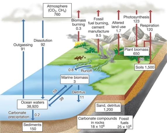 Use the following to answer questions : Refer to the diagram below.[Note: Pools of carbon in the compartments and annual fluxes are given in units of 10<sup>15</sup> grams.]   -Calculate the total mean carbon flux into the atmosphere over land (in 10<sup>15</sup> grams).