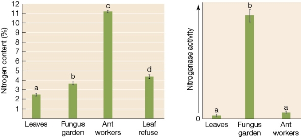 Refer to the graphs below.Given the information in the two graphs,explain how the ant colony obtains nitrogen.Provide evidence for your answer.  