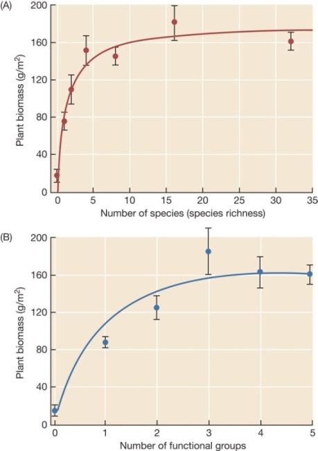 Use the following to answer questions : Refer to the graphs below showing data from the studies of David Tilman and colleagues on the effect of species diversity on net primary productivity in prairie ecosystems.   -Based on the data in the two graphs,how can the effects of species richness and number of functional groups (niches) on NPP best be described? A)  Increased number of niches,which is tied to increased species richness,has a major effect on increasing NPP. B)  Increased species richness has less effect on increasing NPP than increased number of niches does. C)  Increased number of niches is responsible for the total effect of increased species diversity on NPP. D)  Increased species richness is responsible for the total effect of increased species diversity on NPP. E)  Increased number of niches and increased species richness independently increase NPP.