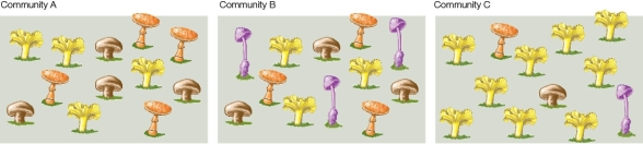 Refer to the diagram below.Briefly explain the similarities and differences in species diversity among communities A,B,and C,taking into account both species richness and species evenness.  