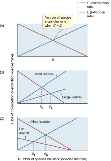 Use the following to answer questions : Refer to the graphs below.   -As shown in graph A,numbers on an island or other isolated natural area become stabilized (reach equilibrium)when the rate of colonization by new species equals the rate of extinction.Based on graphs B and C,how does size of islands and distance from the mainland (near vs.far)affect the stabilization of species numbers?