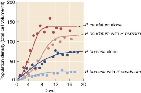 Use the following to answer questions : Refer to the figure below showing the population densities of two species of Paramecium grown separately and together.   -Which species was affected more by the presence of the other,and how does this relate to the carrying capacity of each of these species in the absence of the other?