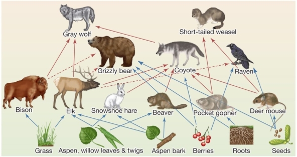 Use the following to answer questions : Refer to the figure below showing a food web in the grasslands of Yellowstone National Park.[Note: Red arrows refer to animals consumed by carnivores;blue arrows correspond to plants consumed by omnivores and herbivores.]   -Which plant items could be affected by a trophic cascade involving removal of short-tailed weasels?