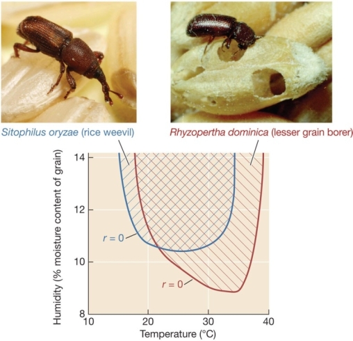 Use the following to answer questions : Refer to the figure below.   -Under which conditions can both the rice weevil and the lesser grain borer persist indefinitely? A)  10°C and 10% moisture B)  10°C and 14% moisture C)  20°C and 10% moisture D)  30°C and 10% moisture E)  30°C and 14% moisture