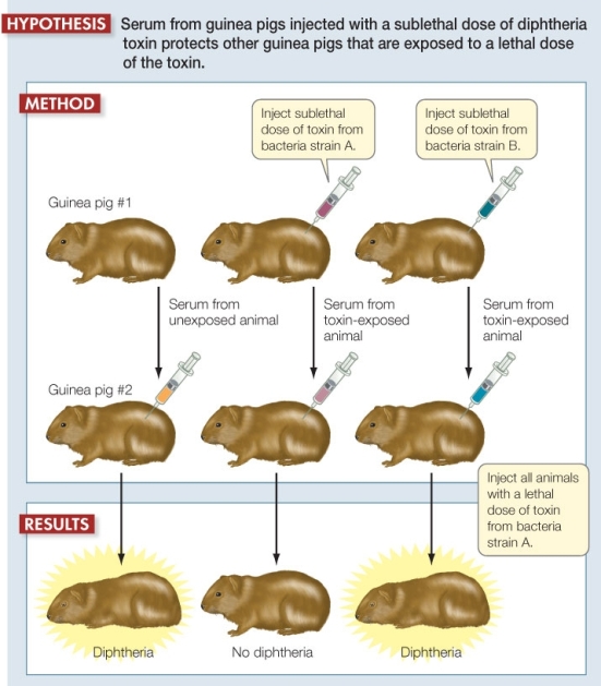 Use the following to answer questions : Refer to the experiment below,which points to blood as an important factor in adaptive immunity.   -Suppose that in the final step of the experiment,all the animals were injected with a lethal dose of toxin from bacteria strain B rather than from strain A.What would be the most likely outcome? A)  Only the animal on the left would die. B)  Only the animal on the right would die. C)  Only the animal in the middle would die. D)  Both the animal on the left and the animal in the middle would die. E)  None of the animals would die.