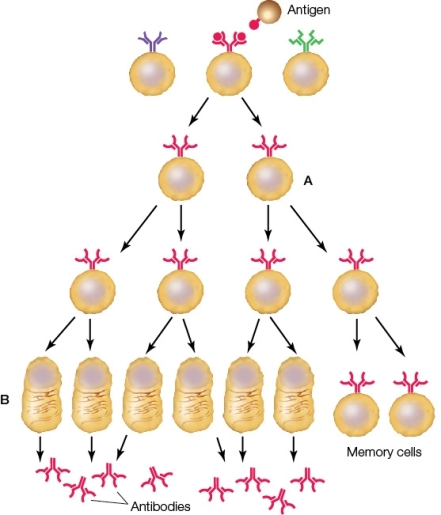 Refer to the diagram below illustrating an immune response to an antigen.The cell labeled A is a _______ cell involved in a(n) _______ immune response.   A)  mast;innate B)  B lymphocyte;humoral C)  T lymphocyte;cellular D)  T-helper;adaptive E)  plasma;humoral
