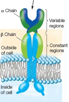 Use the following to answer questions : Refer to the diagram below showing a receptor on a cell.   -What type of cell is shown in the diagram? A)  B lymphocyte B)  T lymphocyte C)  Plasma cell D)  Mast cell E)  Macrophage