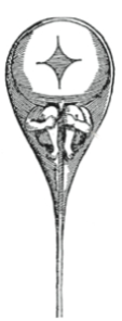 The figure below is   A)  a modern scientist's drawing of a sperm. B)  a diagram of a human fetus. C)  a seventeenth-century depiction of a human sperm. D)  a drawing of a frog sperm. E)  a rendering of what early scientists saw when they looked at donkey sperm under the microscope.