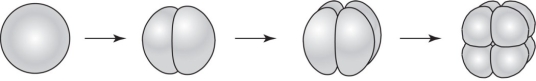 The cleavage pattern shown below would be found in the embryo of a   A)  crab. B)  sparrow. C)  human. D)  sea star. E)  zebrafish.