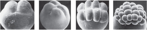 What organism would produce the type of embryo shown in the figure?   A)  Salamander B)  Fish C)  Human D)  Fruit fly E)  Sea urchin
