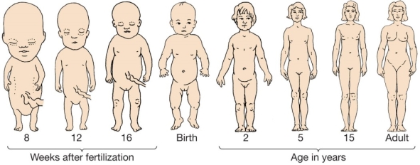 Use the following to answer question 78: Refer to the figure below.   -The figure shows that in humans,development _______ and growth _______. A)  is direct;is isometric B)  is indirect;is allometric C)  is direct;shows a 1:1 size increase D)  involves a larval stage;is isometric E)  is direct;is allometric