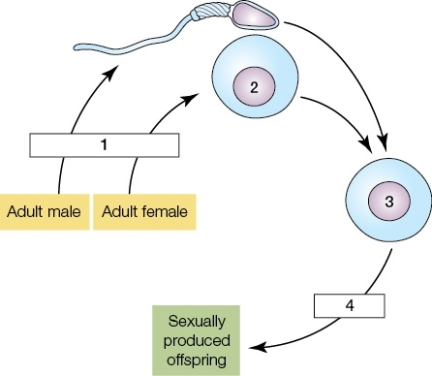 Use the following to answer questions : Refer to the diagram below.   -In the diagram,mitosis is occurring at label(s) _______,and a cell that is haploid is found at label(s) _______. A)  1;2 B)  1;3 C)  1 and 4;2 and 3 D)  4;2 E)  4;3