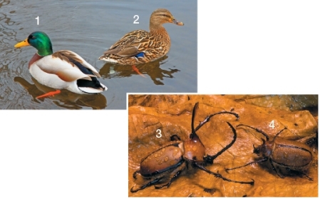 In the photographs below,the female(s) is/are labeled _______ and is/are distinguishable by _______.   A)  1;bright coloration B)  2 and 4;secondary sexual characteristics C)  2 and 3;primary reproductive organs D)  2;accessory reproductive organs E)  4;accessory reproductive structures