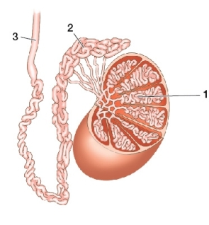 In the diagram below of reproductive structures found in a male mammal,sperm that have both an acrosome and flagellum would likely be found in the region(s) marked   A)  1 only. B)  2 only. C)  3 only. D)  2 and 3 only. E)  1,2,and 3.