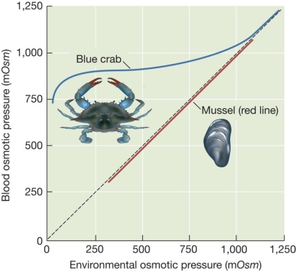 Refer to the figure below.When a blue crab and a mussel are placed in conditions of 0.50 Osm,their bodies react differently.Only the crab   A)  prevents environmental water from bathing its gills. B)  actively pumps water out of its body fluids. C)  actively pumps salts into its body fluids. D)  allows water to flow into its body fluids through osmosis. E)  produces small volumes of concentrated urine.