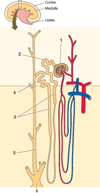 Refer to the Diagram Below of the Mammalian Kidney | Biology+