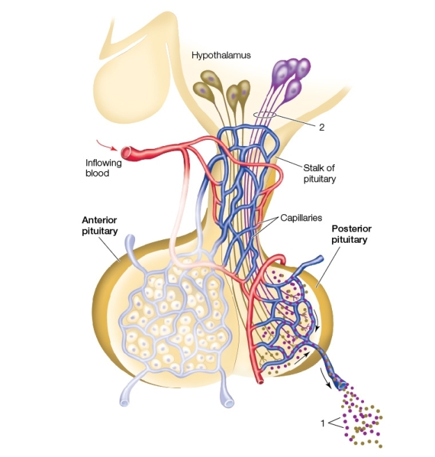 Use the following to answer questions : Refer to the diagram below showing the posterior pituitary.   -The structures labeled 2 in the diagram A)  are part of the portal system between the hypothalamus and pituitary gland. B)  carry essential nutrients to the posterior pituitary. C)  release tropic hormones. D)  d.transport vesicles containing the hormones that eventually enter the bloodstream at label 1. E)  are axons that stimulate cells in the posterior pituitary to synthesize and then secrete hormones.