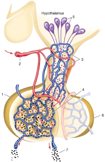 Use the following to answer questions : Refer to the diagram below.   -Which label is not correct? A)  1 - Anterior pituitary B)  2 - Afferent or inflowing artery C)  3 - Portal blood vessels D)  4 - Posterior pituitary E)  5 - Hypothalamic neurons