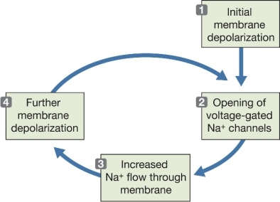 Refer to the diagram below.This diagram illustrates the generating of an action potential by a process of   A)  positive feedback. B)  negative feedback. C)  neuron deactivation. D)  neuron repolarization. E)  chemical transmission.