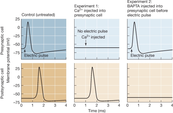 Refer to the graphs below.In this experiment,researchers studied squid neuromuscular junctions.The graphs show membrane potential at the presynaptic (top)and postsynaptic (bottom)membrane for controls and two treatments.(BAPTA is a chemical that binds Ca<sup>2+</sup> ions. )What do the graphs indicate about the role of calcium in transferring an action potential across a neuromuscular junction?  