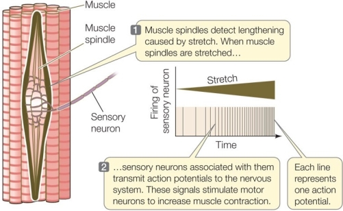 Refer to the diagram below showing the response of a muscle spindle to a stretch stimulus.What happens to the size and frequency of action potentials as the strength of the stretch stimulus increases?  