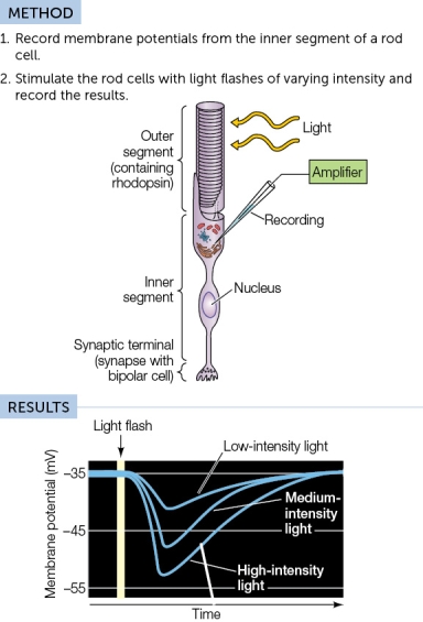 Refer to the diagram below.In this experiment,how did the intensity of light affect the membrane potential?  